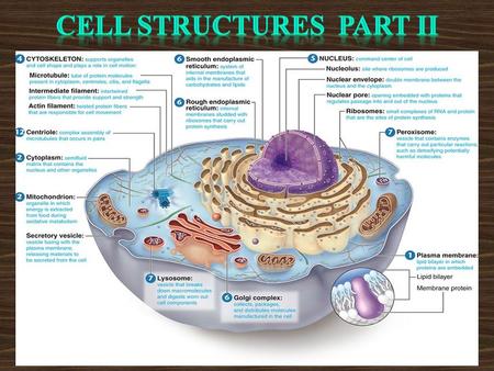 CELL STRUCTURES PART II