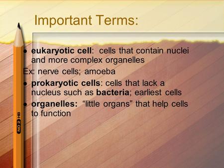 Important Terms: eukaryotic cell: cells that contain nuclei and more complex organelles Ex: nerve cells; amoeba prokaryotic cells: cells that lack a nucleus.