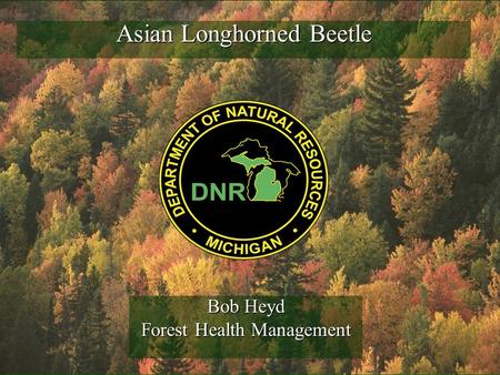 Asian Longhorned Beetle Bob Heyd Forest Health Management.