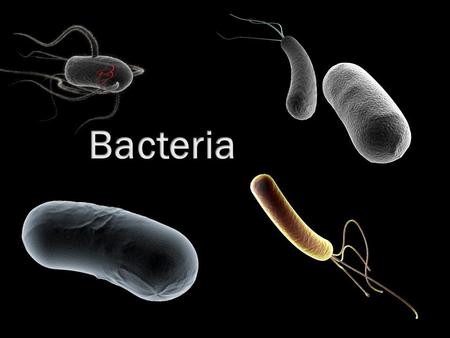 Bacteria.