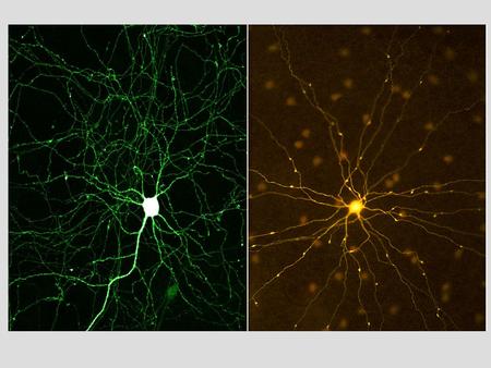 Lecture 14 – Ch. 48 & 49: Nervous Systems