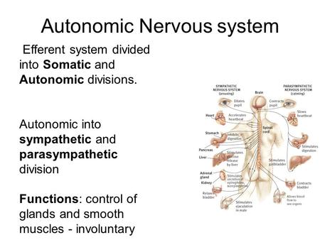 Autonomic Nervous system Efferent system divided into Somatic and Autonomic divisions. Autonomic into sympathetic and parasympathetic division Functions: