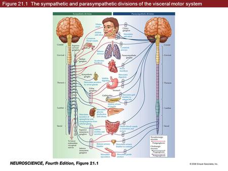 Figure 21.1 The sympathetic and parasympathetic divisions of the visceral motor system.