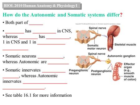 BIOL 2010 Human Anatomy & Physiology I How do the Autonomic and Somatic systems differ? Both part of ______ ________ has __________ in CNS, whereas ________.