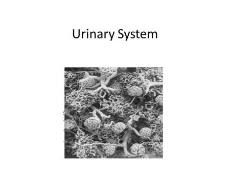 Urinary System. URINARY SYSTEM Two kidneys Two ureters Bladder Sphincter Urethra Filtration blood and separates toxic substances Regulation of the blood.