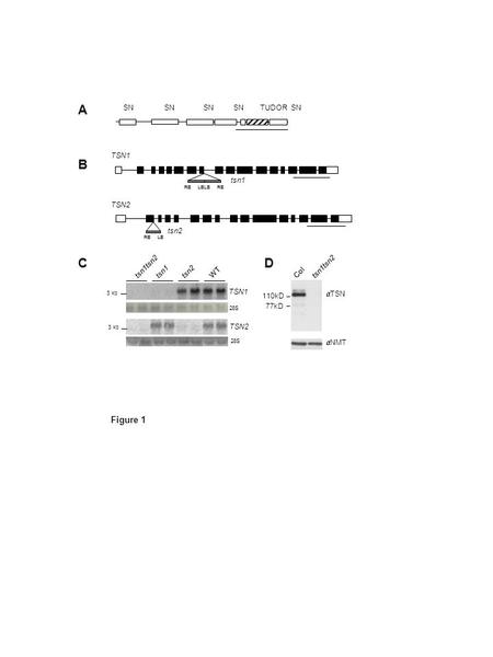 Tsn1tsn2 tsn1tsn2 WT TSN2 TSN1 28S A B Col C 3 kb RB LB LB RB tsn2 TSN1 TSN2 Figure 1  TSN  NMT 110kD 77kD D tsn1 tsn1tsn2 SN SN SN SN TUDOR SN.