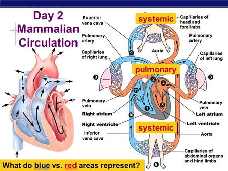 Day 2 Mammalian Circulation