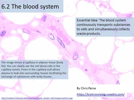 Essential idea: The blood system continuously transports substances to cells and simultaneously collects waste products. 6.2 The blood system By Chris.