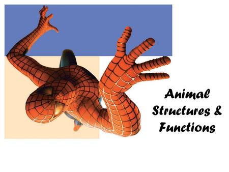 Animal Structures & Functions