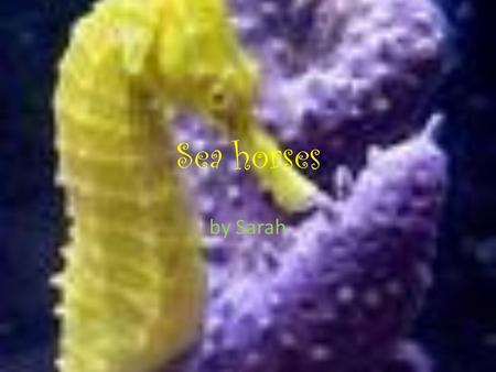 Sea horses by Sarah sea horses sea horses are fish to even if they don’t look like it!!! They are nice animals and good pets!!! they are also endangered!