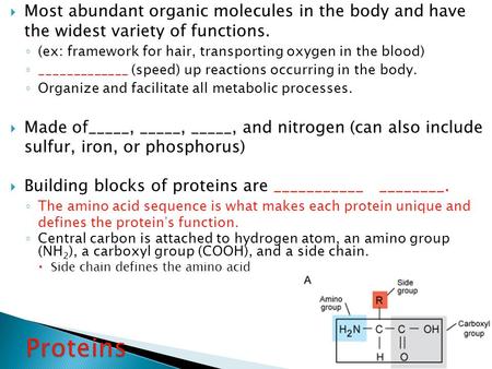 (ex: framework for hair, transporting oxygen in the blood)