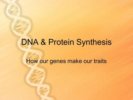 DNA & Protein Synthesis How our genes make our traits.