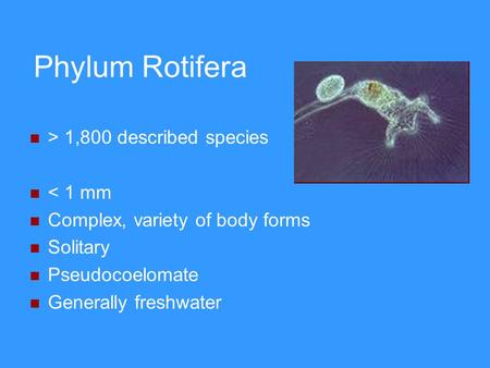 Phylum Rotifera > 1,800 described species < 1 mm Complex, variety of body forms Solitary Pseudocoelomate Generally freshwater.