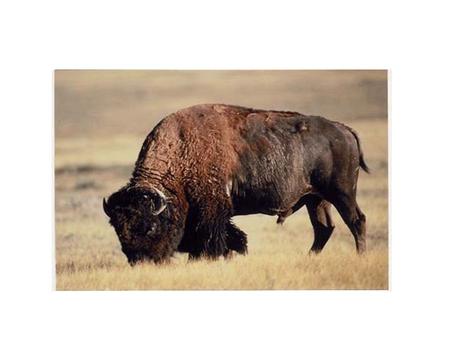 How important were buffalo and horses to the Plains Indians?