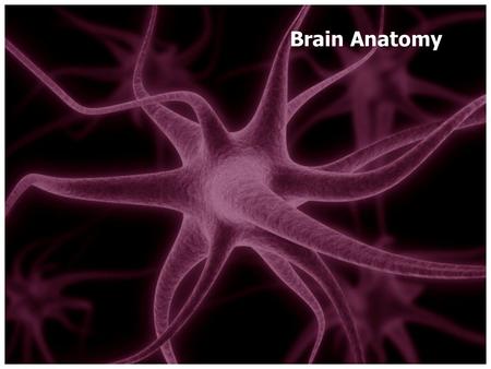 Brain Anatomy. 12/01/15 Brain Anatomy Key Question: What kinds of jobs does the brain do? Initial Thoughts: