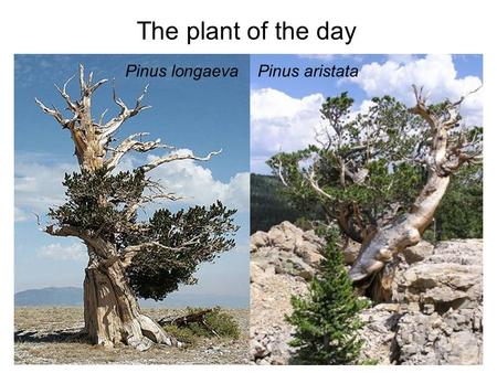 The plant of the day Pinus longaevaPinus aristata.