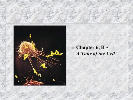 N Chapter 6, II ~ A Tour of the Cell. Other membranous organelles, I n Mitochondria – Quantity in cell correlated with metabolic activity; – Cellular.