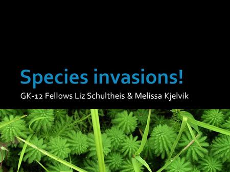 GK-12 Fellows Liz Schultheis & Melissa Kjelvik. What is an invasive species?  Introduced from another country by people  Grows and takes over an area.