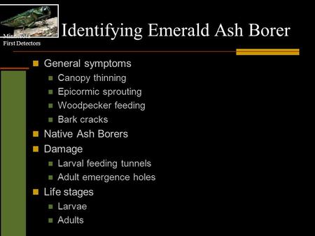 Minnesota First Detectors Identifying Emerald Ash Borer General symptoms Canopy thinning Epicormic sprouting Woodpecker feeding Bark cracks Native Ash.