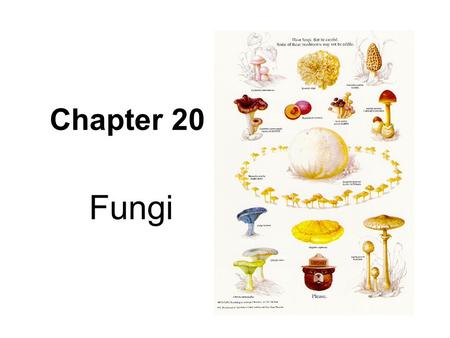 Chapter 20 Fungi. How are mushrooms, yeast, and athlete’s foot similar? They are all fungi.