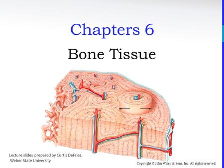 Copyright © John Wiley & Sons, Inc. All rights reserved. Chapters 6 Bone Tissue Lecture slides prepared by Curtis DeFriez, Weber State University.