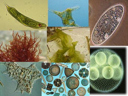 KINGDOM PROTISTA. KINGDOM PROTISTA PROTOZOANS “proto” = first “soion” = animal Unicellular organisms called protozoans likely the precursor to the.