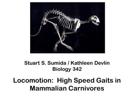 Locomotion: High Speed Gaits in Mammalian Carnivores