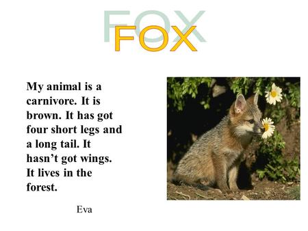 My animal is a carnivore. It is brown. It has got four short legs and a long tail. It hasn’t got wings. It lives in the forest. Eva.