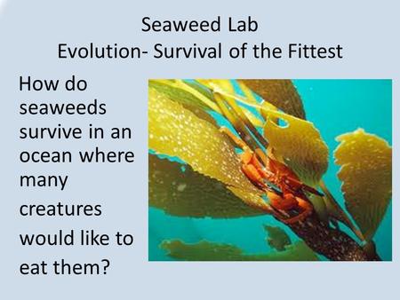 Seaweed Lab Evolution- Survival of the Fittest How do seaweeds survive in an ocean where many creatures would like to eat them?