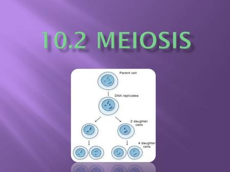  Cross TT X Tt  Give the genotypic and phenotypic ratios.