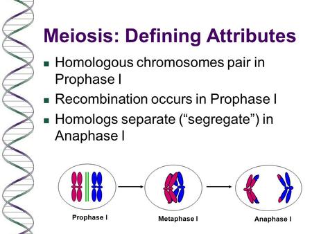 Meiosis: Defining Attributes n Homologous chromosomes pair in Prophase I n Recombination occurs in Prophase I n Homologs separate (“segregate”) in Anaphase.