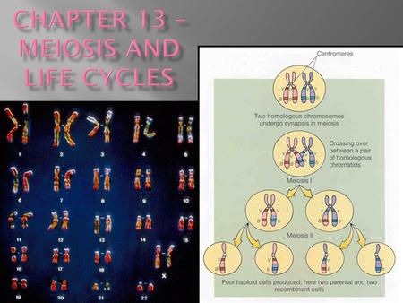 1. 2  Heredity  the transmission of traits from one generation to the next  Variation  when offspring differ somewhat from their parents and siblings.