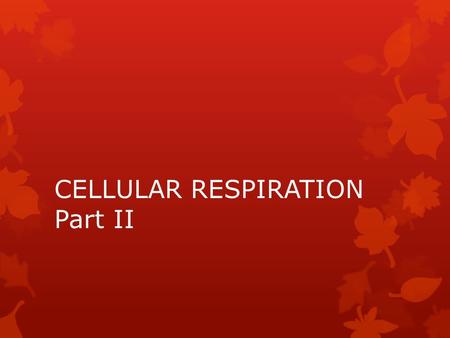 CELLULAR RESPIRATION Part II. In the presence of O 2 we move through the Krebs cycle and the electron transport chain to produce 32-36 ATP molecules total.