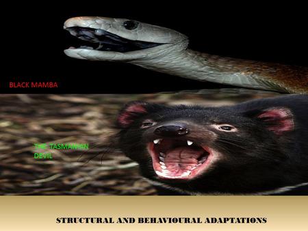 BLACK MAMBA THE TASMANIAN DEVIL STRUCTURAL AND BEHAVIOURAL ADAPTATIONS.