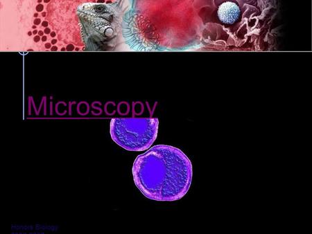 Microscopy Honors Biology 2006-2007. Orders of Magnitude What would it look like to go from 10 million light years from Earth to an atom in an oak tree.