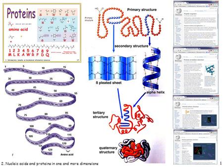 1 2. Nucleic acids and proteins in one and more dimensions.