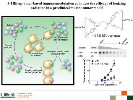 4-1BB aptamer-based immunomodulation enhances the efficacy of ionizing