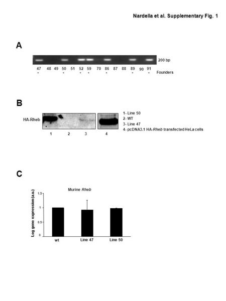 Nardella et al. Supplementary Fig. 1 Murine Rheb 0 0.5 1 1.5 wt Line 47 Line 50 Log gene expression (a.u.) ******* 200 bp Founders 474849505152597086878889.