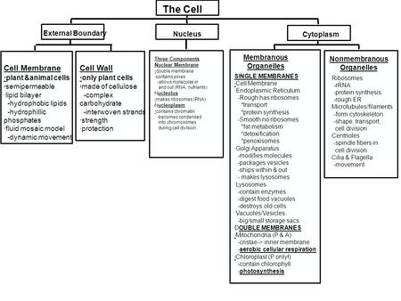 The Cell External Boundary Nucleus Cytoplasm Cell Membrane · plant &animal cells ·semipermeable ·lipid bilayer -hydrophobic lipids -hydrophillic phosphates.