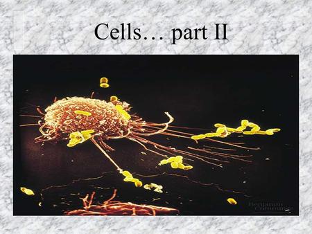 Cells… part II. Converting Energy n Mitochondria convert sugars and fats to NRG (ATP) with the help of oxygen – Cellular respiration n Chloroplasts convert.