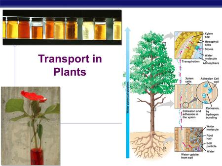 AP Biology 2006-2007 Transport in Plants AP Biology General Transport in plants  H 2 O & minerals  transport in xylem  transpiration  evaporation,