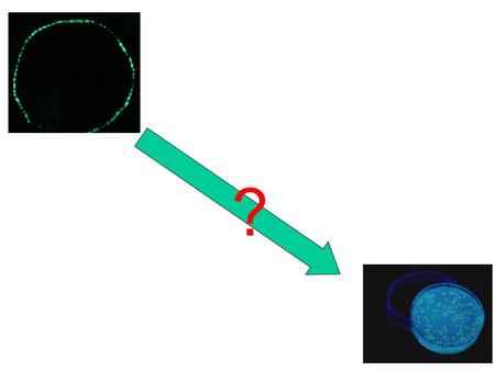 ?. gfp-gene as cDNA in a host-DNA-fragment E. coli (new host)  gfp ? ??????? Aequorea victoria (donor) host.