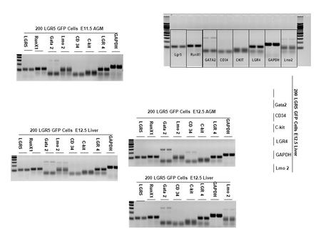 Lgr5 RunX1 GATA2 CD34CKITGAPDHLGR4Lmo2 LGR5RunX1 Gata2 CD34 C-kit LGR4 GAPDH Lmo 2 200 LGR5 GFP Cells E12.5 Liver Gata 2CD 34 C-kit LGR 4 GAPDH Lmo 2 200.