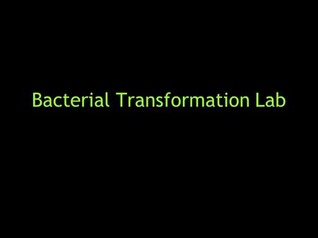 Bacterial Transformation Lab