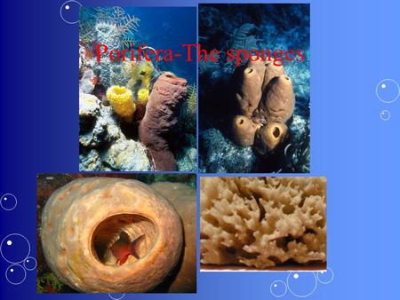 Porifera-The sponges. Porifera I. Considered simple animals as they consist of many cell types with special functions & they lack tissues and organs.