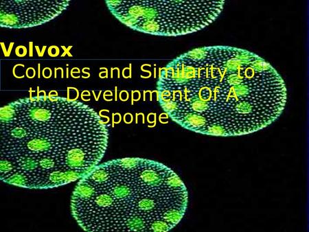 Colonies and Similarity to the Development Of A Sponge