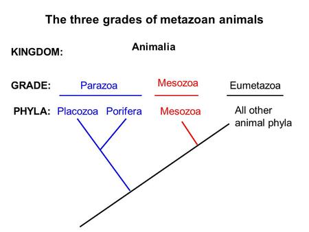 The three grades of metazoan animals