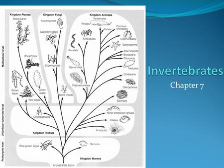 Chapter 7. Classification by Evolutionary Relationship By far the most familiar is the frame work created 250 years ago by Linnaeus Organisms grouped.