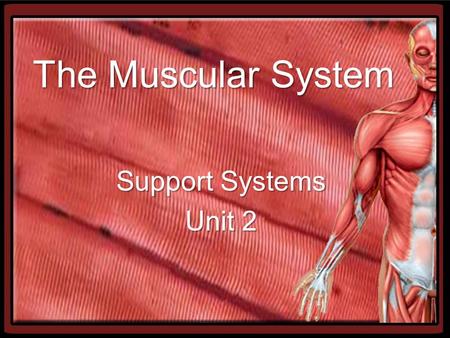 The Muscular System Support Systems Unit 2. Vocabulary- combining forms Cardi/o heart Fasci/o fascia, connective tissue Fibr/o fiber, fibrous tissue Leiomy/o.