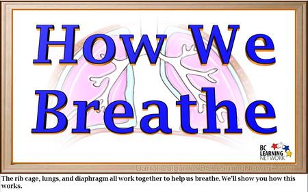 The rib cage, lungs, and diaphragm all work together to help us breathe. We’ll show you how this works.